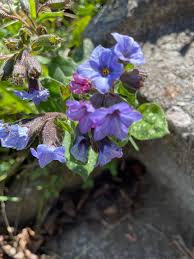 Image result for Pulmonaria officinalis