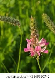 Attēlu rezultāti vaicājumam “Onobrychis arenaria fruit”