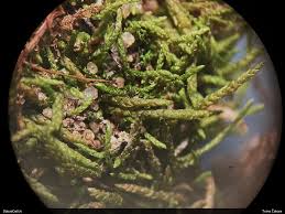 Attēlu rezultāti vaicājumam “Myurella julacea”