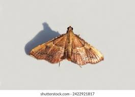 Attēlu rezultāti vaicājumam “Pyralididae”