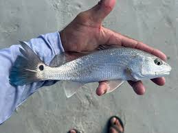 Image result for Sciaenops ocellatus