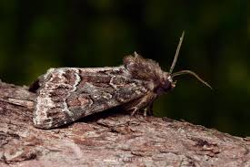 Attēlu rezultāti vaicājumam “Thalpophila matura”