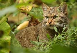 Attēlu rezultāti vaicājumam “Felis silvestris catus juvenile”
