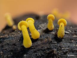 Attēlu rezultāti vaicājumam “Calocera glossoides”