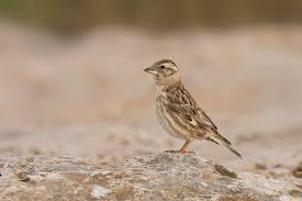 Image result for Petronia petronia