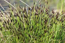 Attēlu rezultāti vaicājumam “Schoenus ferrugineus flower”