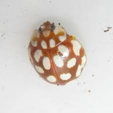 Attēlu rezultāti vaicājumam “Sospita vigintiguttata”