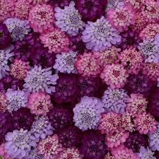 Image result for Iberis umbellata