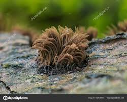 Attēlu rezultāti vaicājumam “Stemonitis axifera spores”