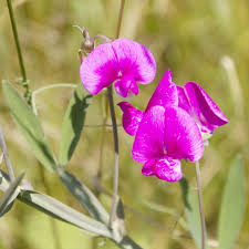 Attēlu rezultāti vaicājumam “Lathyrus latifolius flower”