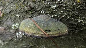 Attēlu rezultāti vaicājumam “Datronia mollis”