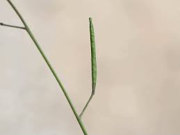 Attēlu rezultāti vaicājumam “Diplotaxis muralis leaf”