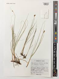 Attēlu rezultāti vaicājumam “Carex praecox”