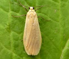 Attēlu rezultāti vaicājumam “Eilema sororcula”