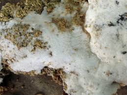 Attēlu rezultāti vaicājumam “Physisporinus vitreus”