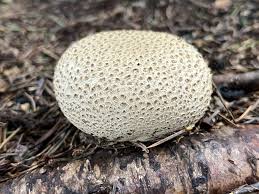 Attēlu rezultāti vaicājumam “Scleroderma citrinum”