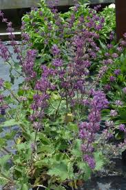 Attēlu rezultāti vaicājumam “Salvia verticillata flower”