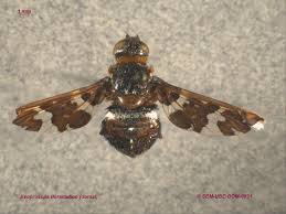 Attēlu rezultāti vaicājumam “Exoprosopa capucina”