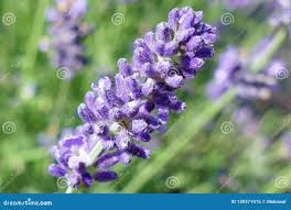 Attēlu rezultāti vaicājumam “Lavandula angustifolia bud”