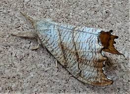 Attēlu rezultāti vaicājumam “Falcaria lacertinaria”