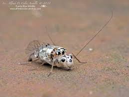 Attēlu rezultāti vaicājumam “Licea chelonoides macro”