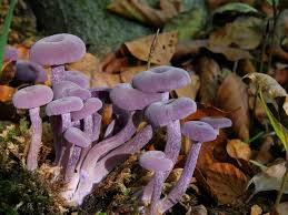 Attēlu rezultāti vaicājumam “Laccaria amethystina”