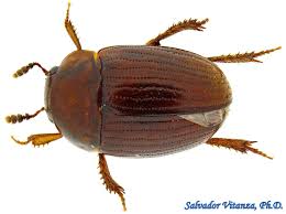 Attēlu rezultāti vaicājumam “Leiodidae”