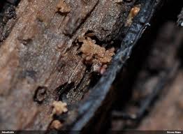 Attēlu rezultāti vaicājumam “Lycogala ustulatum macro”