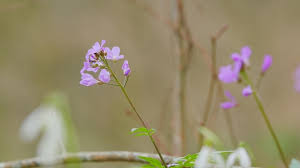 Attēlu rezultāti vaicājumam “Cardamine bulbifera flower”