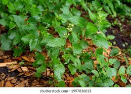 Attēlu rezultāti vaicājumam “Lamium album leaf”