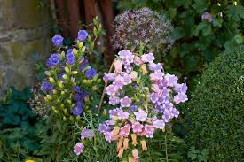 Image result for Glockenrebe