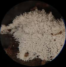 Attēlu rezultāti vaicājumam “Badhamia melanospora”