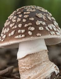 Attēlu rezultāti vaicājumam “Amanita excelsa”