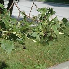 Attēlu rezultāti vaicājumam “Tilia platyphyllos Laciniata leaf”