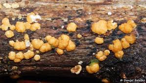 Attēlu rezultāti vaicājumam “Lamproderma nigrescens young”