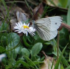 Attēlu rezultāti vaicājumam “Pieris napi underside”