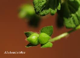 Attēlu rezultāti vaicājumam “Veronica persica fruit”