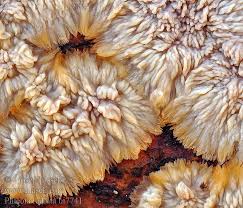 Attēlu rezultāti vaicājumam “Phlebia radiata”