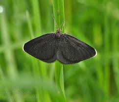 Attēlu rezultāti vaicājumam “Odezia atrata”