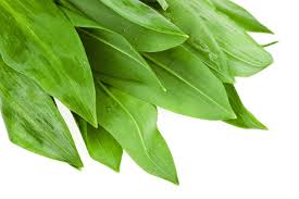 Attēlu rezultāti vaicājumam “Allium ursinum leaf”