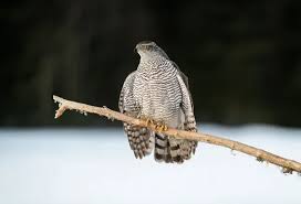 Attēlu rezultāti vaicājumam “Accipiter gentilis”