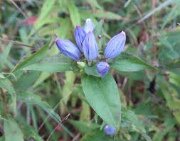 Attēlu rezultāti vaicājumam “Gentianaceae”