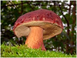 Attēlu rezultāti vaicājumam “Boletus pinophilus”