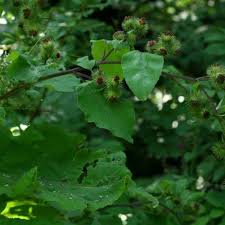 Attēlu rezultāti vaicājumam “Arctium nemorosum”