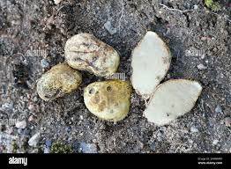 Attēlu rezultāti vaicājumam “Rhizopogon luteolus”