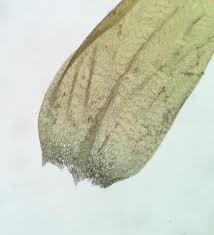 Attēlu rezultāti vaicājumam “Sciuro-hypnum curtum sporophyte”