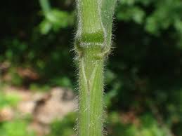 Attēlu rezultāti vaicājumam “Bromopsis benekenii”