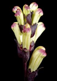 Attēlu rezultāti vaicājumam “Pedicularis sceptrum-carolinum flower”