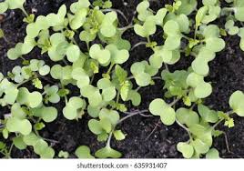 Attēlu rezultāti vaicājumam “Sinapis alba leaf”