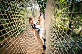 Image result for Go Ape! Whinlatter